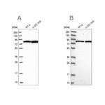 CSTF3 Antibody in Western Blot (WB)