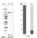 SEC24C Antibody in Western Blot (WB)