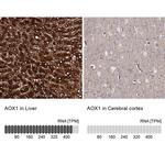 AOX1 Antibody