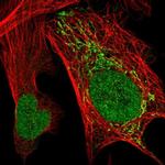 VWA9 Antibody in Immunocytochemistry (ICC/IF)