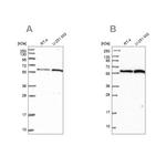 VWA9 Antibody in Western Blot (WB)