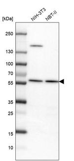 VWA9 Antibody in Western Blot (WB)