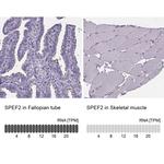 SPEF2 Antibody