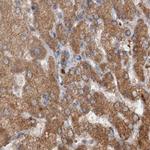 CEP68 Antibody in Immunohistochemistry (IHC)