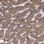 CEP68 Antibody in Immunohistochemistry (IHC)