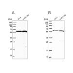 VWA9 Antibody in Western Blot (WB)