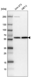 VWA9 Antibody in Western Blot (WB)
