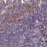 EEF1G Antibody in Immunohistochemistry (IHC)