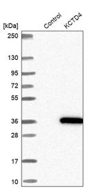 KCTD4 Antibody in Western Blot (WB)