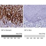 GIF Antibody