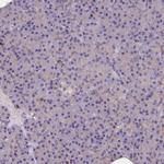 TRAF3IP3 Antibody in Immunohistochemistry (IHC)