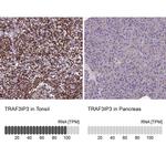 TRAF3IP3 Antibody