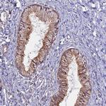 MYO5B Antibody in Immunohistochemistry (IHC)