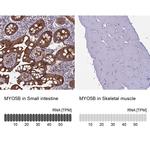 MYO5B Antibody