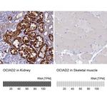 OCIAD2 Antibody in Immunohistochemistry (IHC)