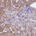 OCIAD2 Antibody in Immunohistochemistry (IHC)