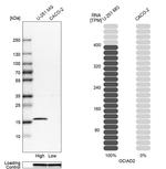 OCIAD2 Antibody in Western Blot (WB)