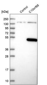 C10orf88 Antibody in Western Blot (WB)