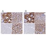 OCIAD2 Antibody in Immunohistochemistry (IHC)