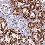 OCIAD2 Antibody in Immunohistochemistry (IHC)