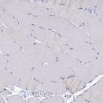 OCIAD2 Antibody in Immunohistochemistry (IHC)