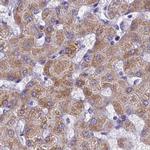 OCIAD2 Antibody in Immunohistochemistry (IHC)