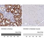 OCIAD2 Antibody