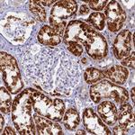 OCIAD2 Antibody in Immunohistochemistry (IHC)