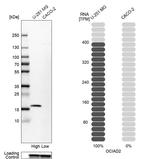 OCIAD2 Antibody in Western Blot (WB)