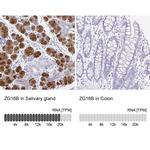 ZG16B Antibody in Immunohistochemistry (IHC)