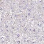 ZG16B Antibody in Immunohistochemistry (IHC)