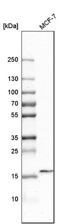 ZG16B Antibody in Western Blot (WB)