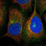 KCC1 Antibody in Immunocytochemistry (ICC/IF)