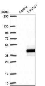 RPUSD1 Antibody in Western Blot (WB)