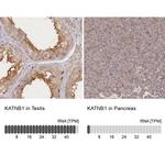 Katanin p80 Antibody