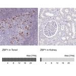 ZBP1 Antibody