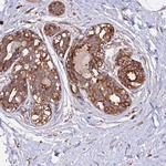 GAS8 Antibody in Immunohistochemistry (IHC)