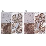 ZC3H18 Antibody in Immunohistochemistry (IHC)