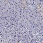 TMOD2 Antibody in Immunohistochemistry (IHC)