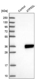 ATP5SL Antibody in Western Blot (WB)