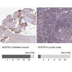 NUDT8 Antibody