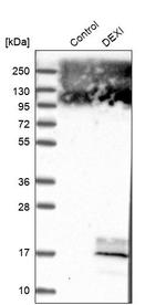 DEXI Antibody in Western Blot (WB)