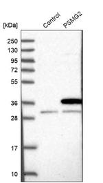 PSMG2 Antibody in Western Blot (WB)