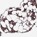 ABCA7 Antibody in Immunohistochemistry (IHC)