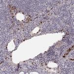 ABCA7 Antibody in Immunohistochemistry (IHC)