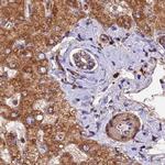 NDUFA8 Antibody in Immunohistochemistry (IHC)