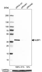 NUBP1 Antibody in Western Blot (WB)