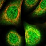 Flavin reductase Antibody in Immunocytochemistry (ICC/IF)