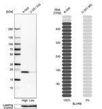 Flavin reductase Antibody