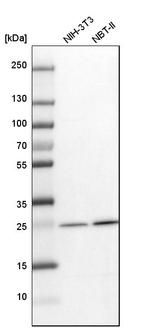 Flavin reductase Antibody in Western Blot (WB)